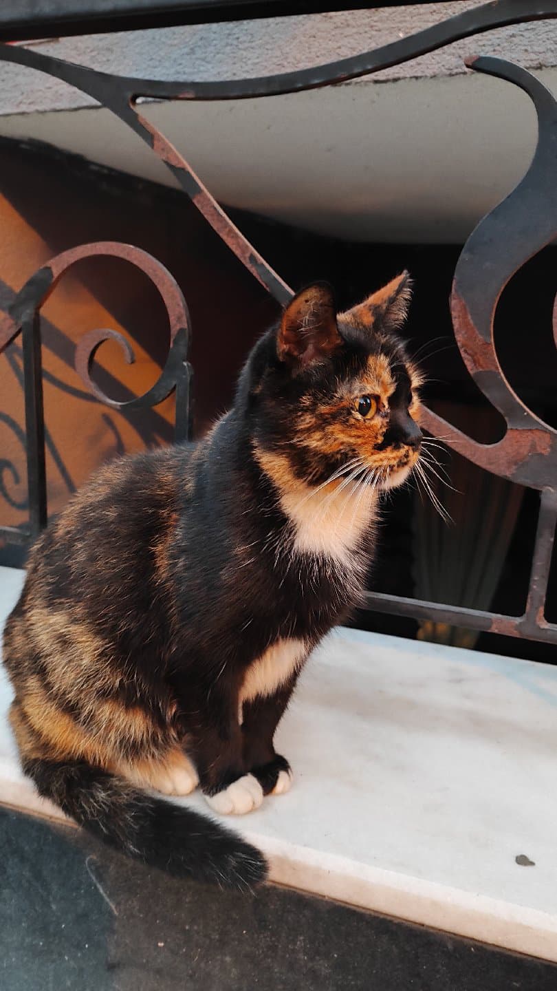 Turta'nın Hikayesi Olmaya Hazır mısın?