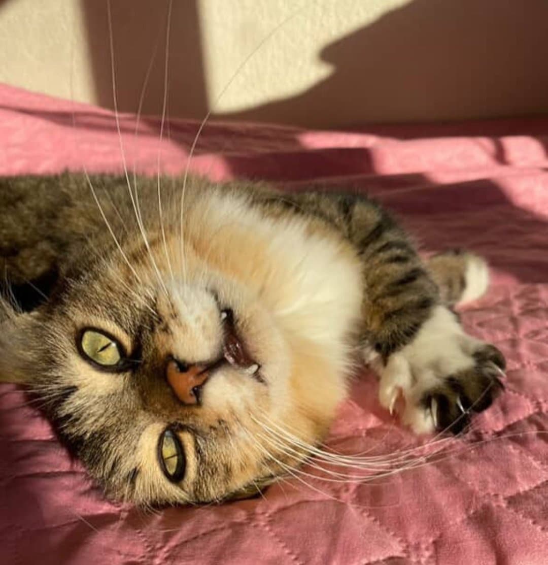 Sevgi Dolu Bu Minik , Hayatına Neşe Katmaya Hazır 🤗❤️