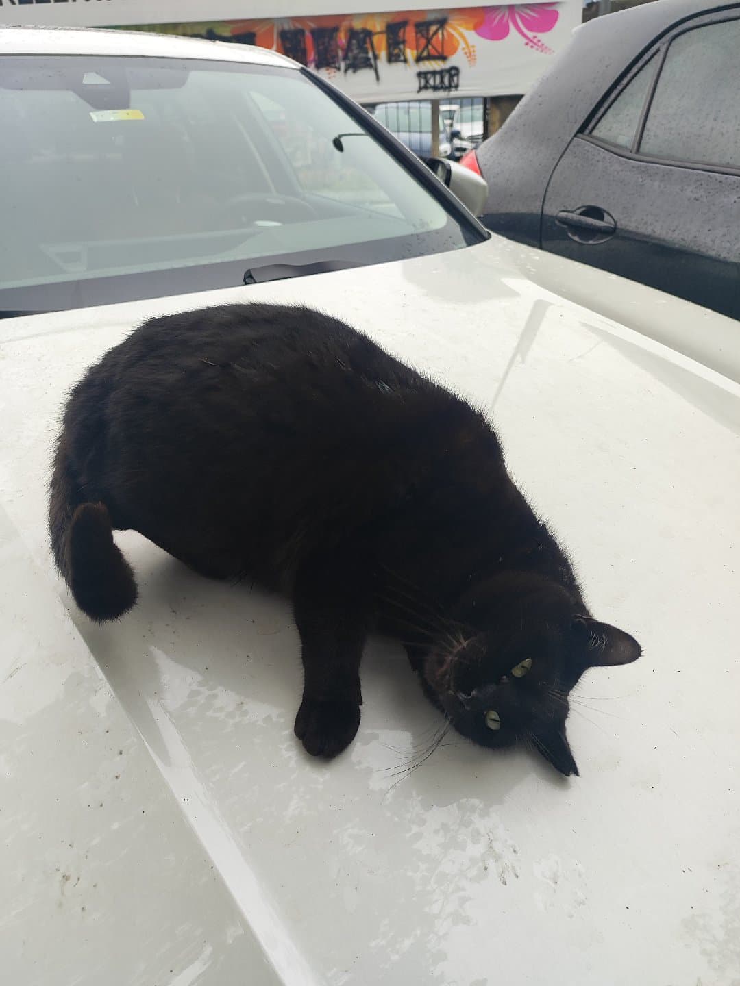 Bitter çikolata 🖤🐱