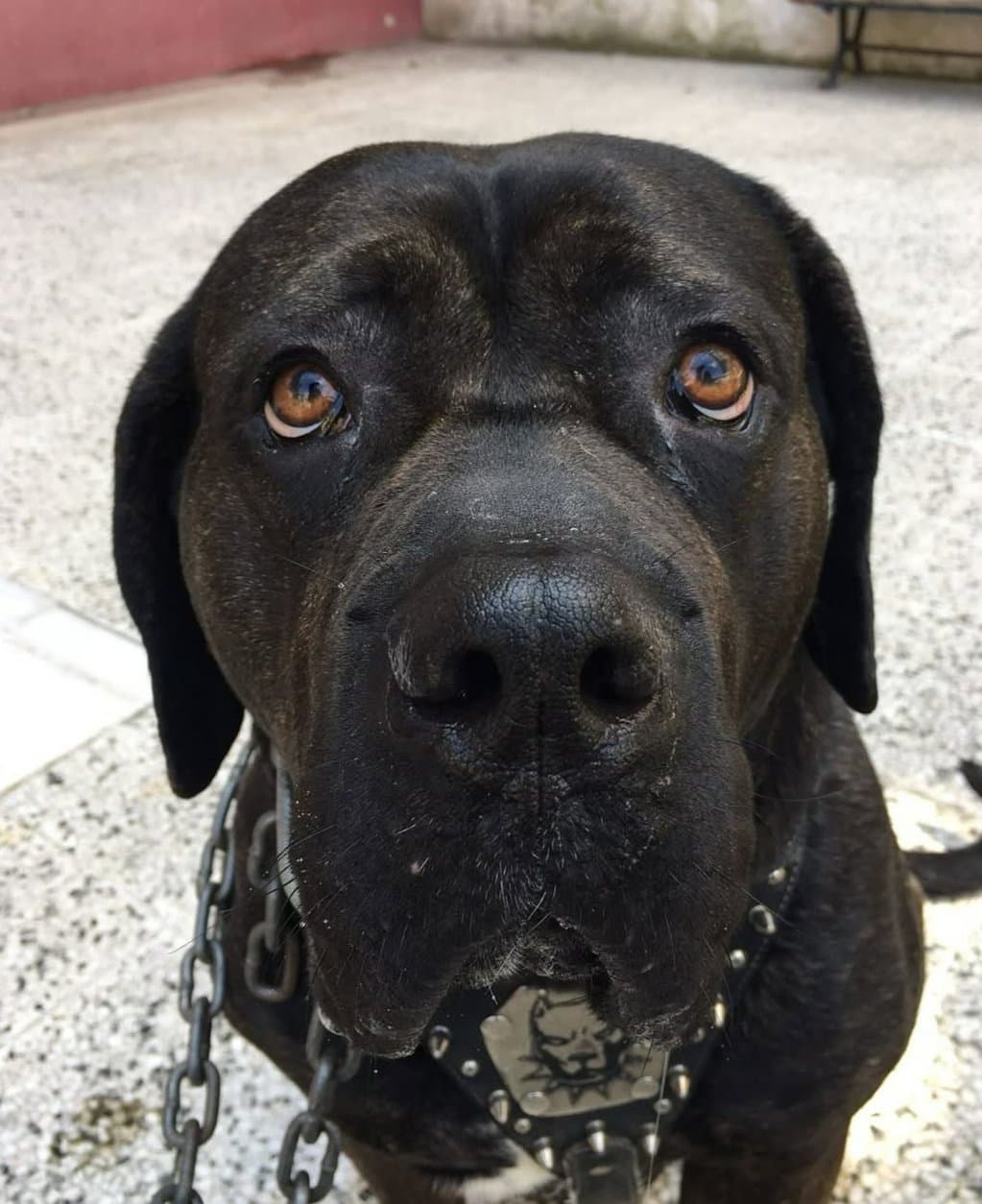 Pedro Sahibini arıyor