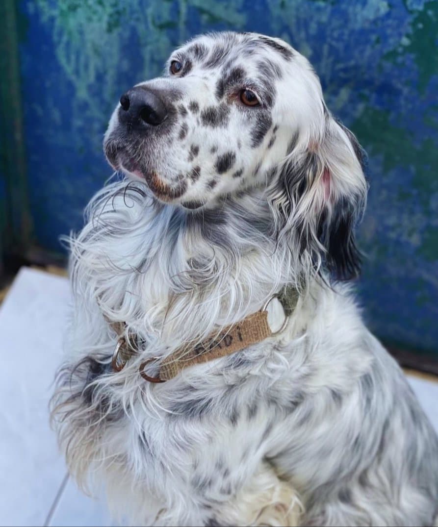 Badi'yi Sahiplendirmek istiyorum