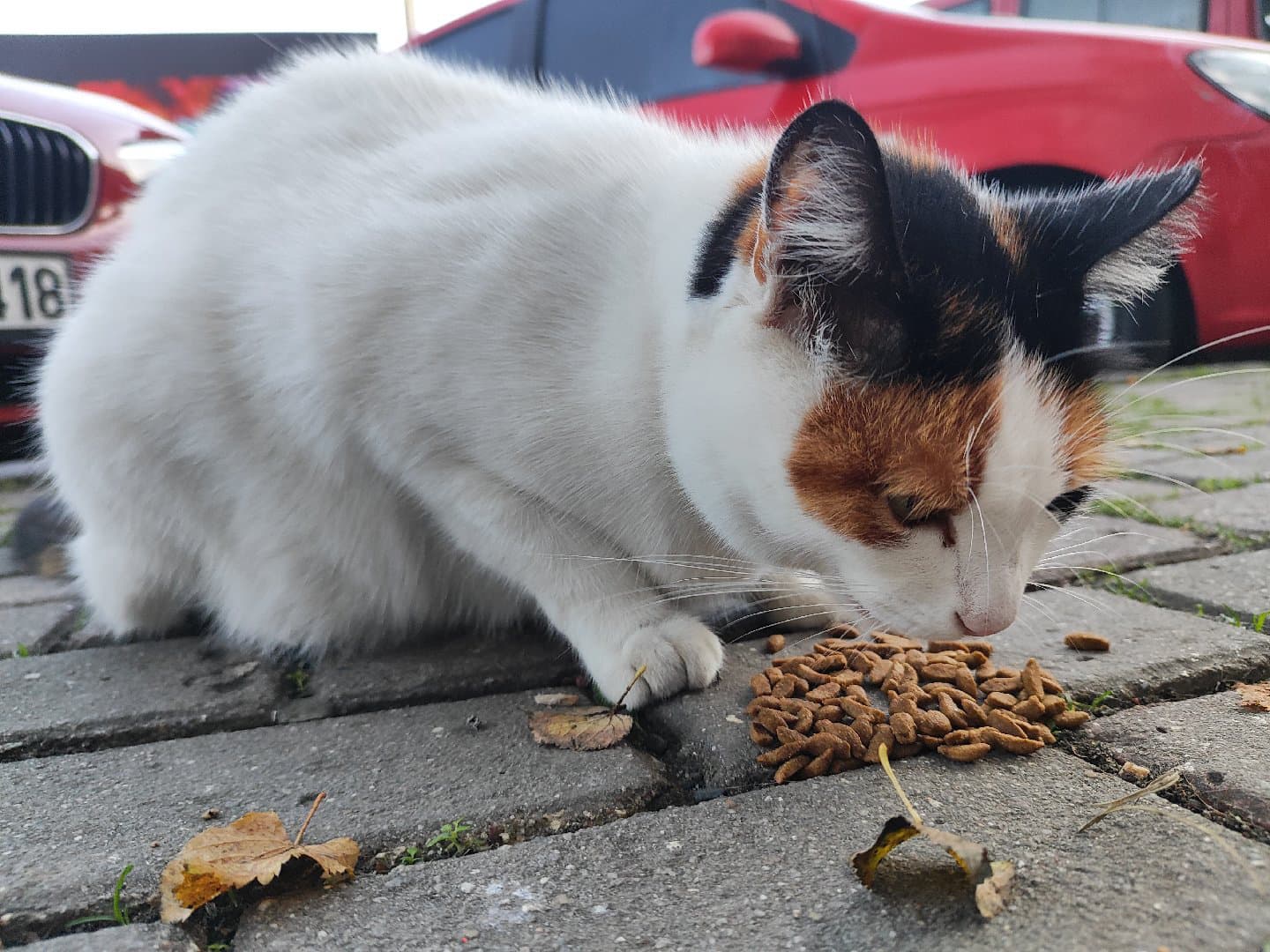 Sokak Kedisi Kıvanç