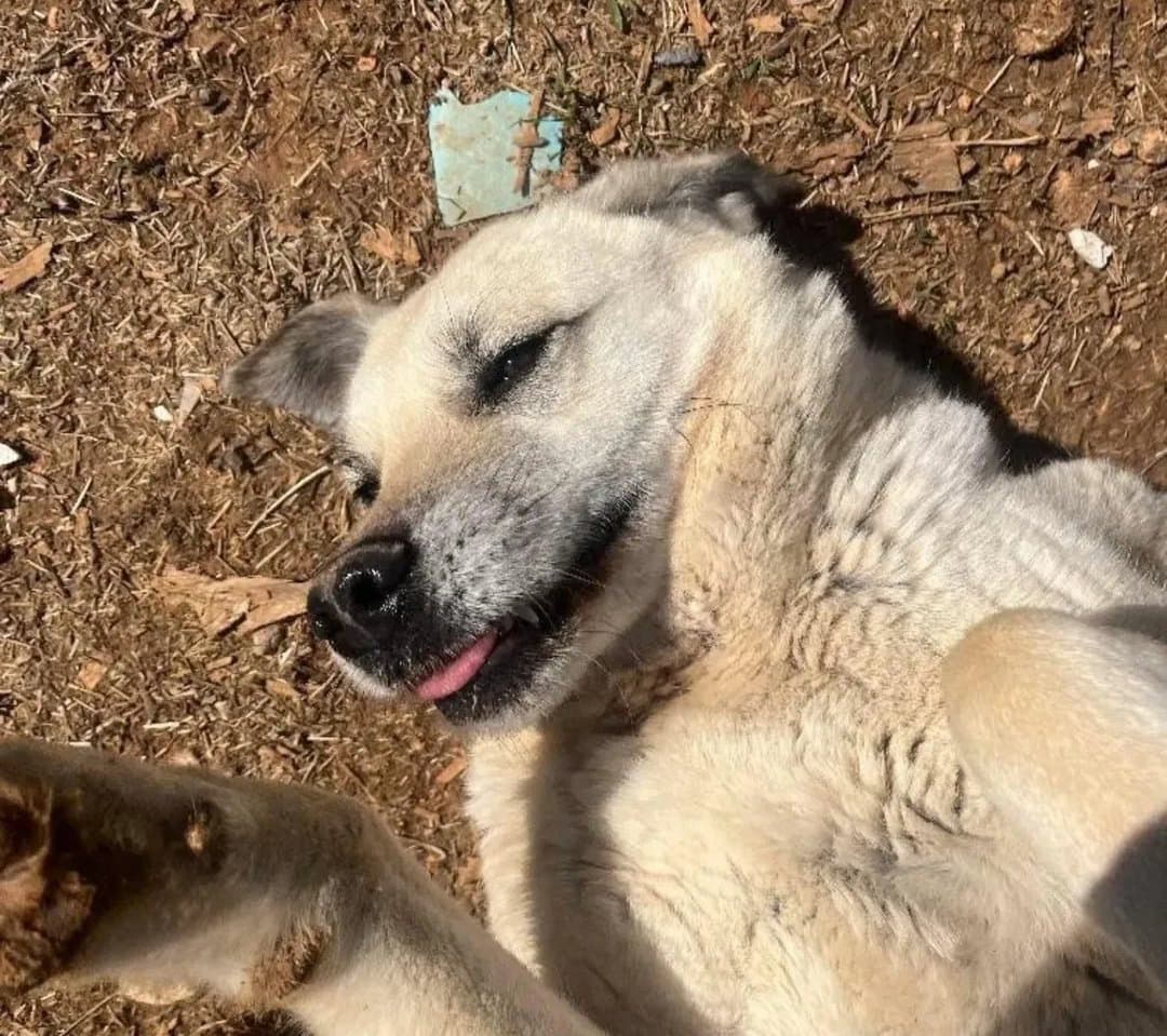 Poyrazın Rüzgarı 🌪️