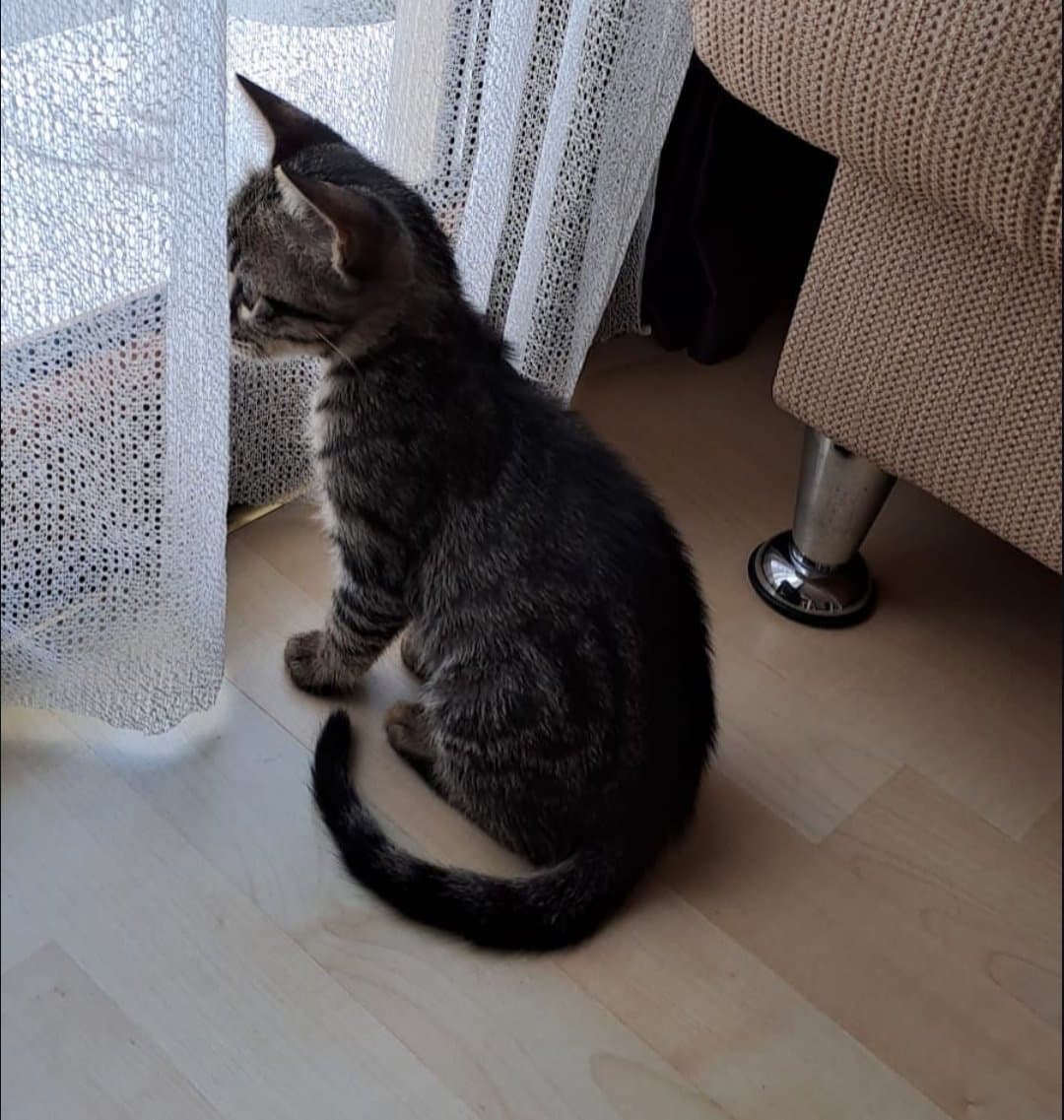 Minik Kevin Yuva Arıyor