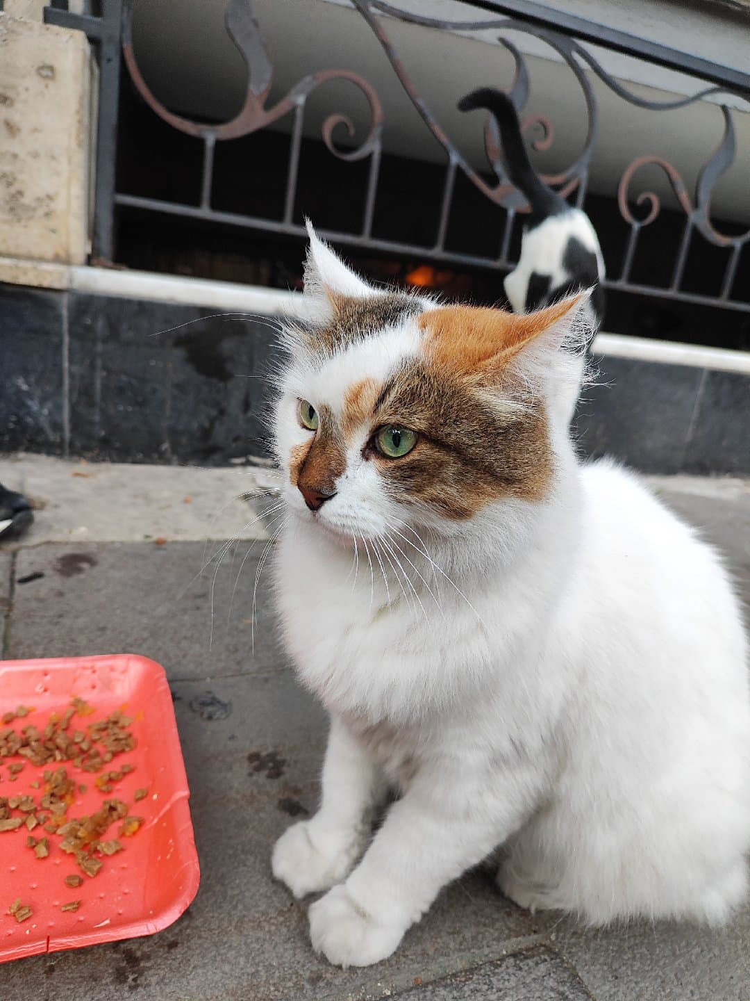 Yumoş gibi kedi🤗❤️