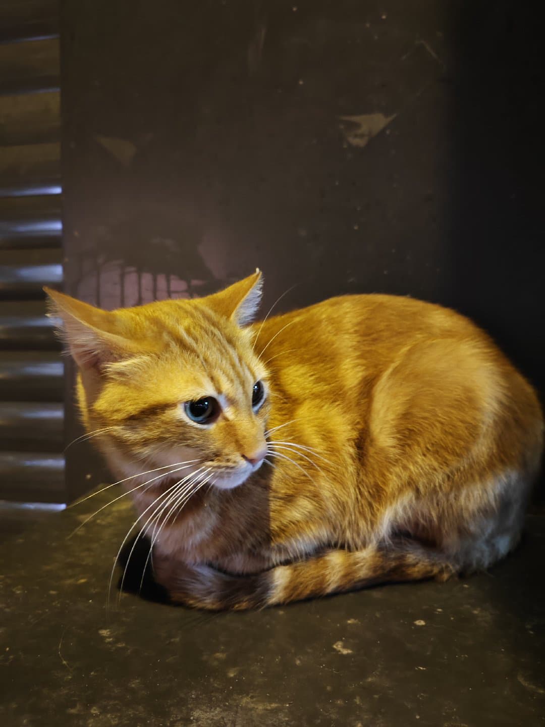 Behlül Yuva İstiyor