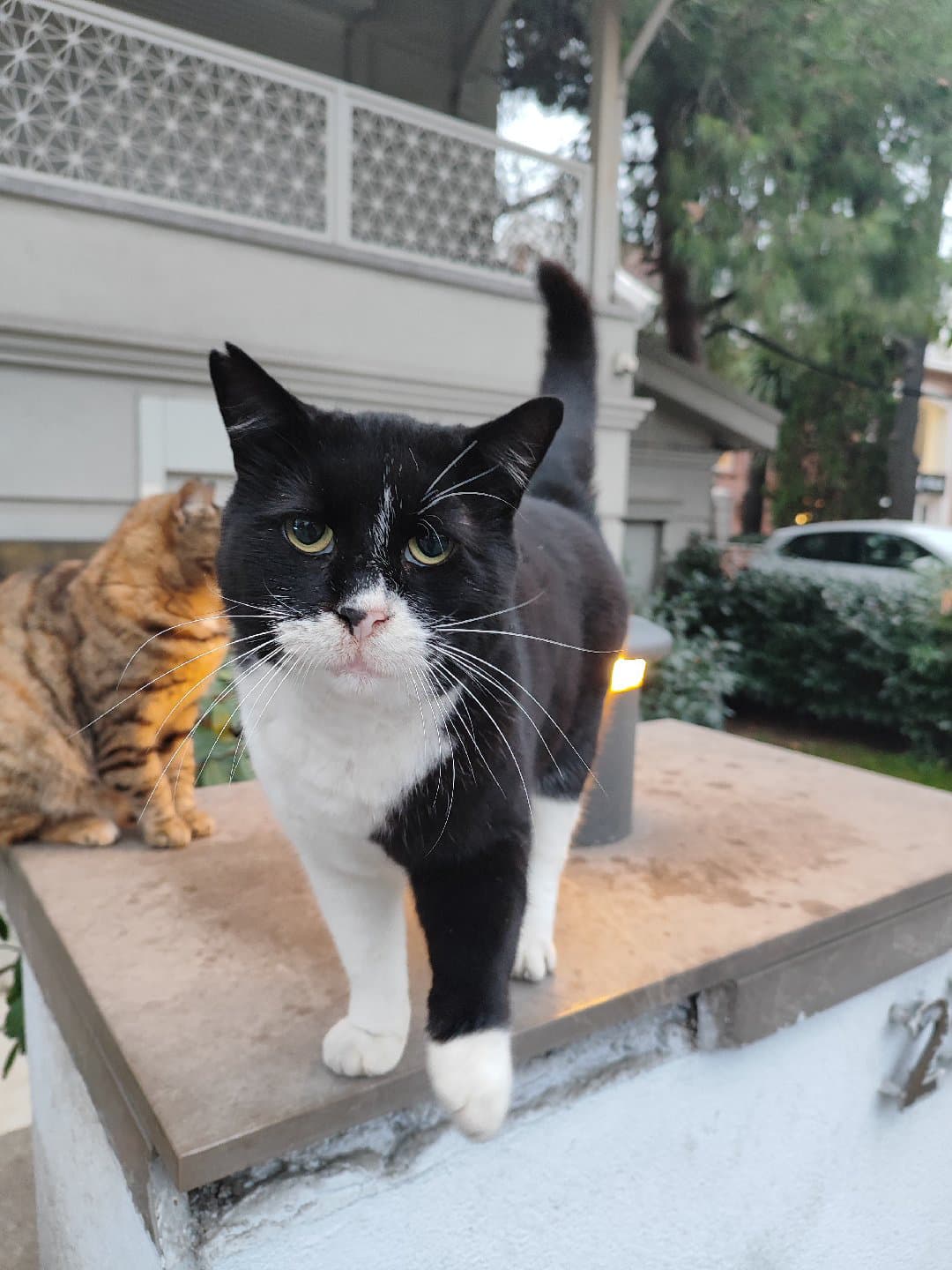 Mori'yi Sahiplendirmek İstiyorum