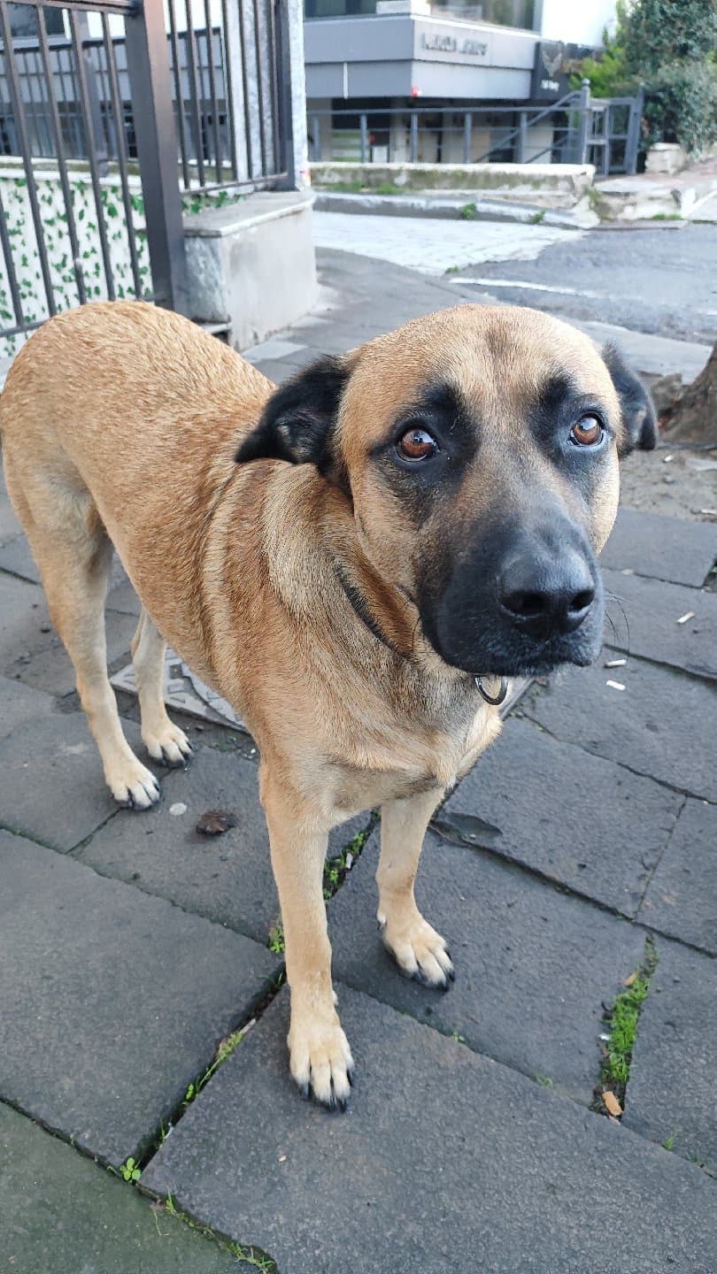 Mahallenin Ağır Abisi