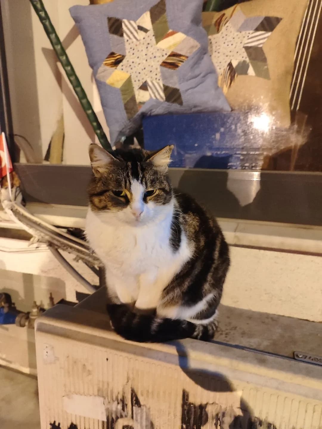 Simba Yuvasını Arıyor