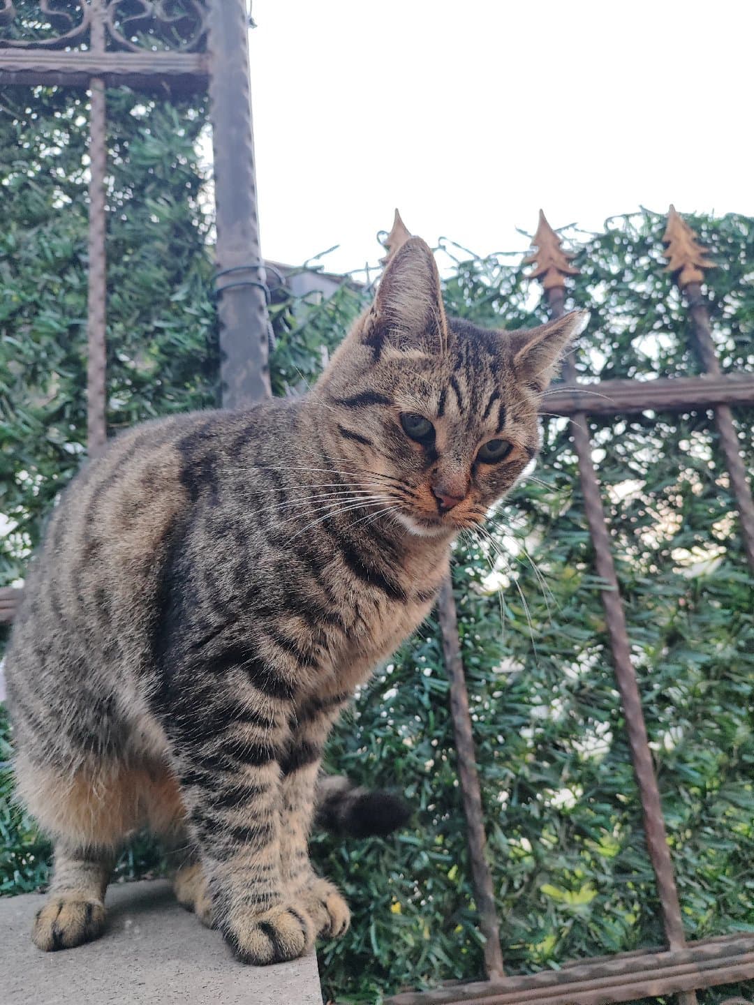 Sokakların Prensesl