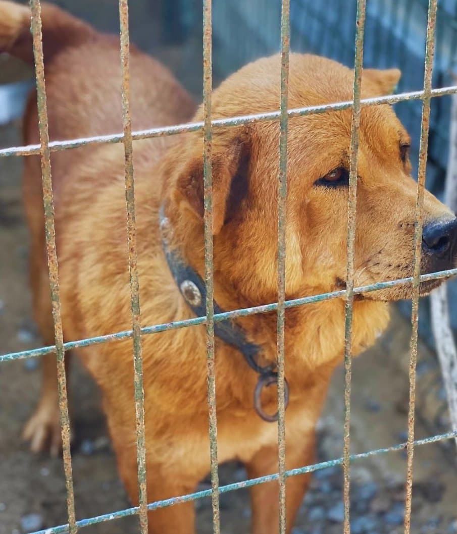 Tarçın, Patilerini Sana Uzatıyor!