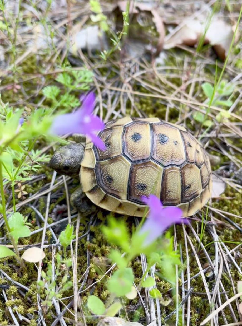 Misketin Sırtında Bir Evi Var , Ama Ailesi Yok 😔