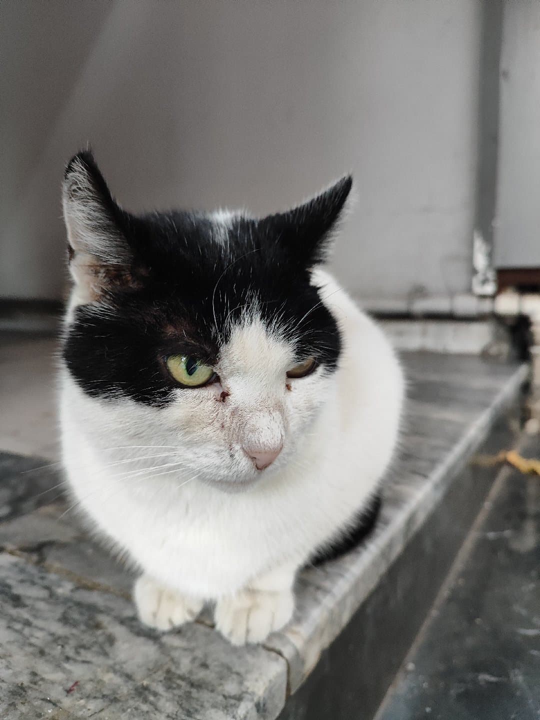 Domino'nun Ailesi Olmak İsteyen Var mı?