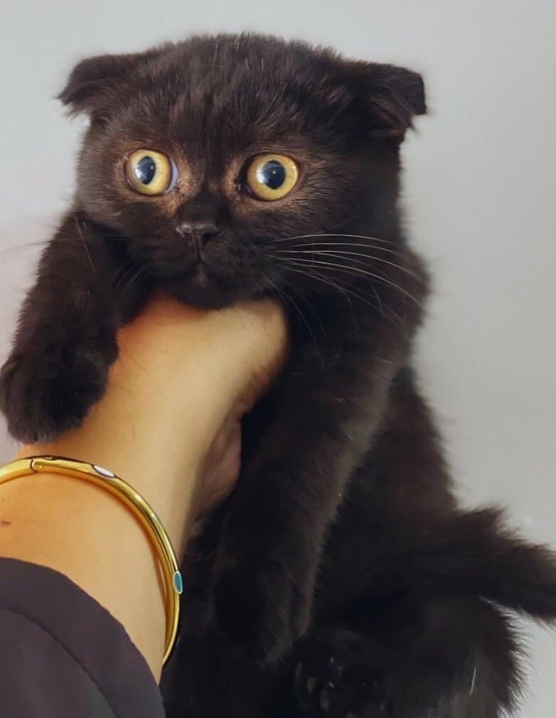 Naru'ya Yuva Arıyoruz