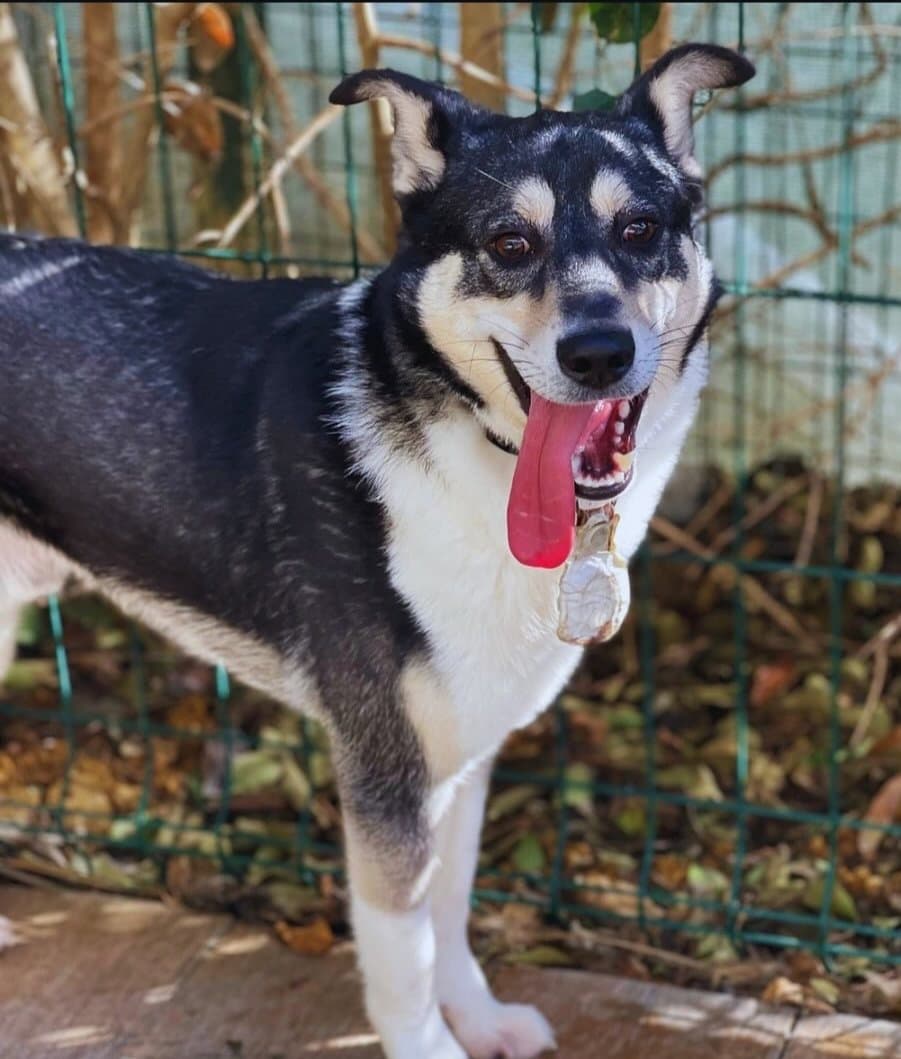 Barınağın prensi 🤗