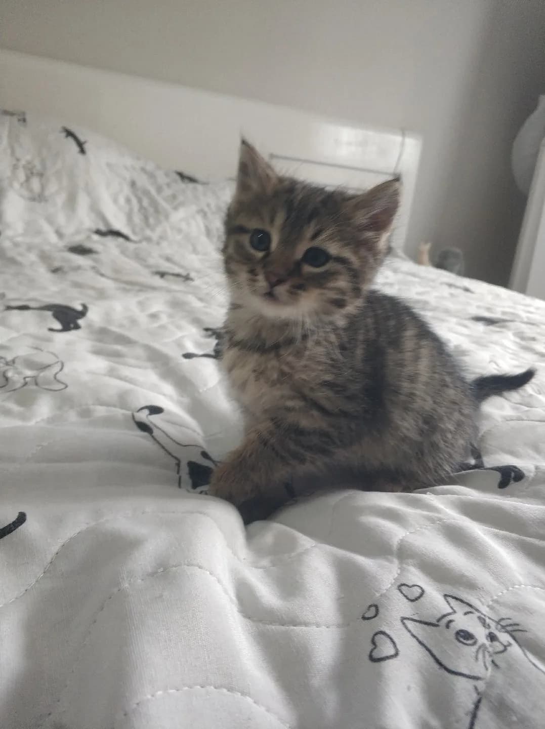 Uykucu miniğe ömürlük yuva