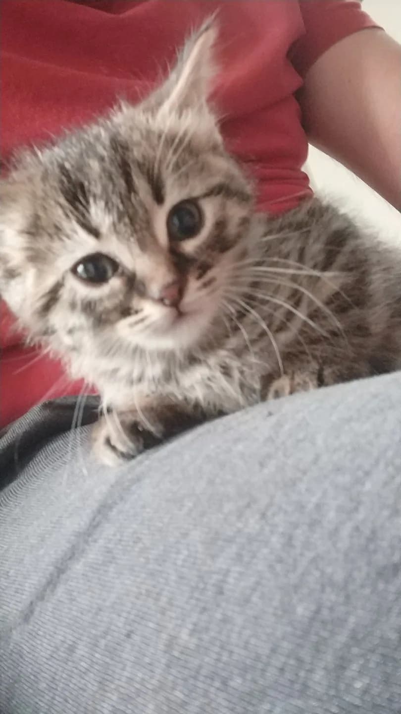 Meraklı miniğe ömürlük yuva