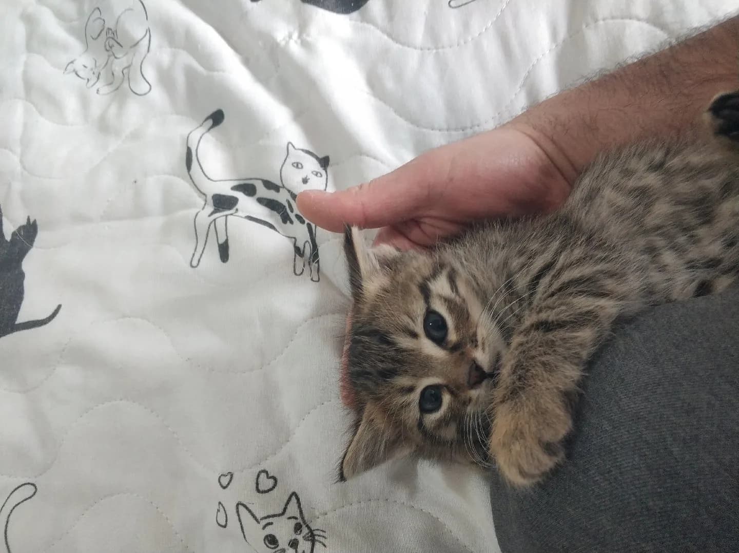 Oyuncu miniğe ömürlük yuva