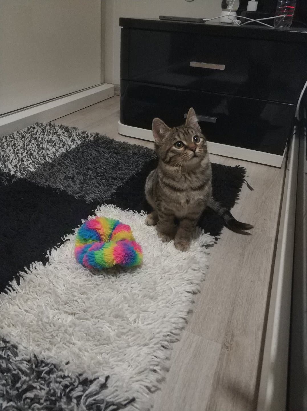 Oyuncu, Tuvalet Eğitimli Miniğe Ömürlük Yuva (dişi)