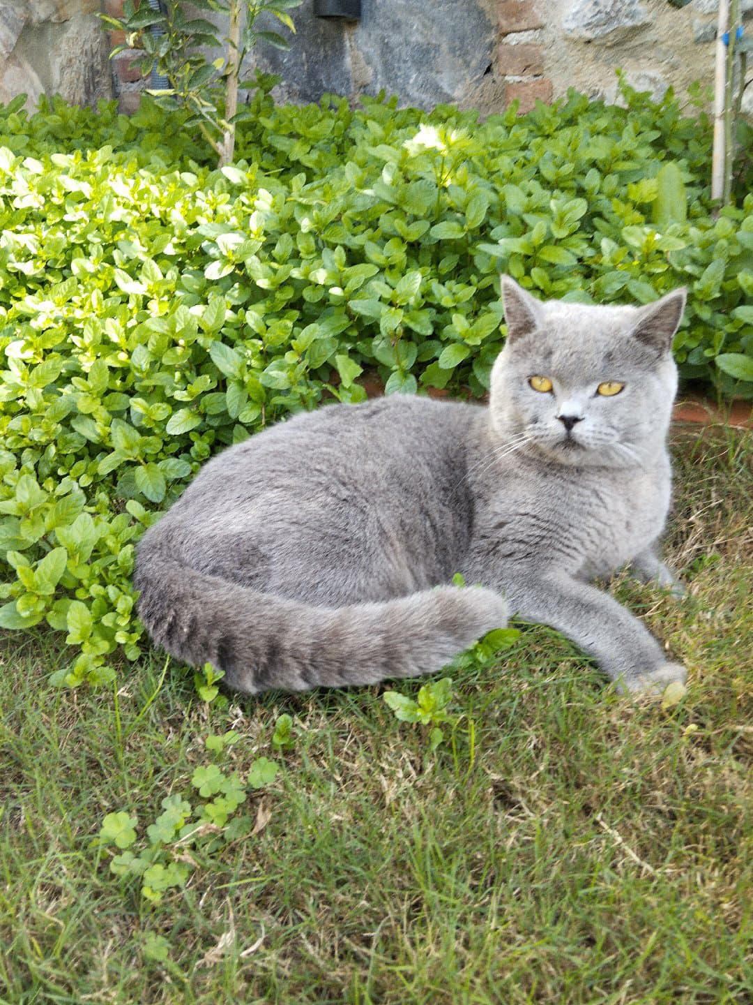 British Shorthair
