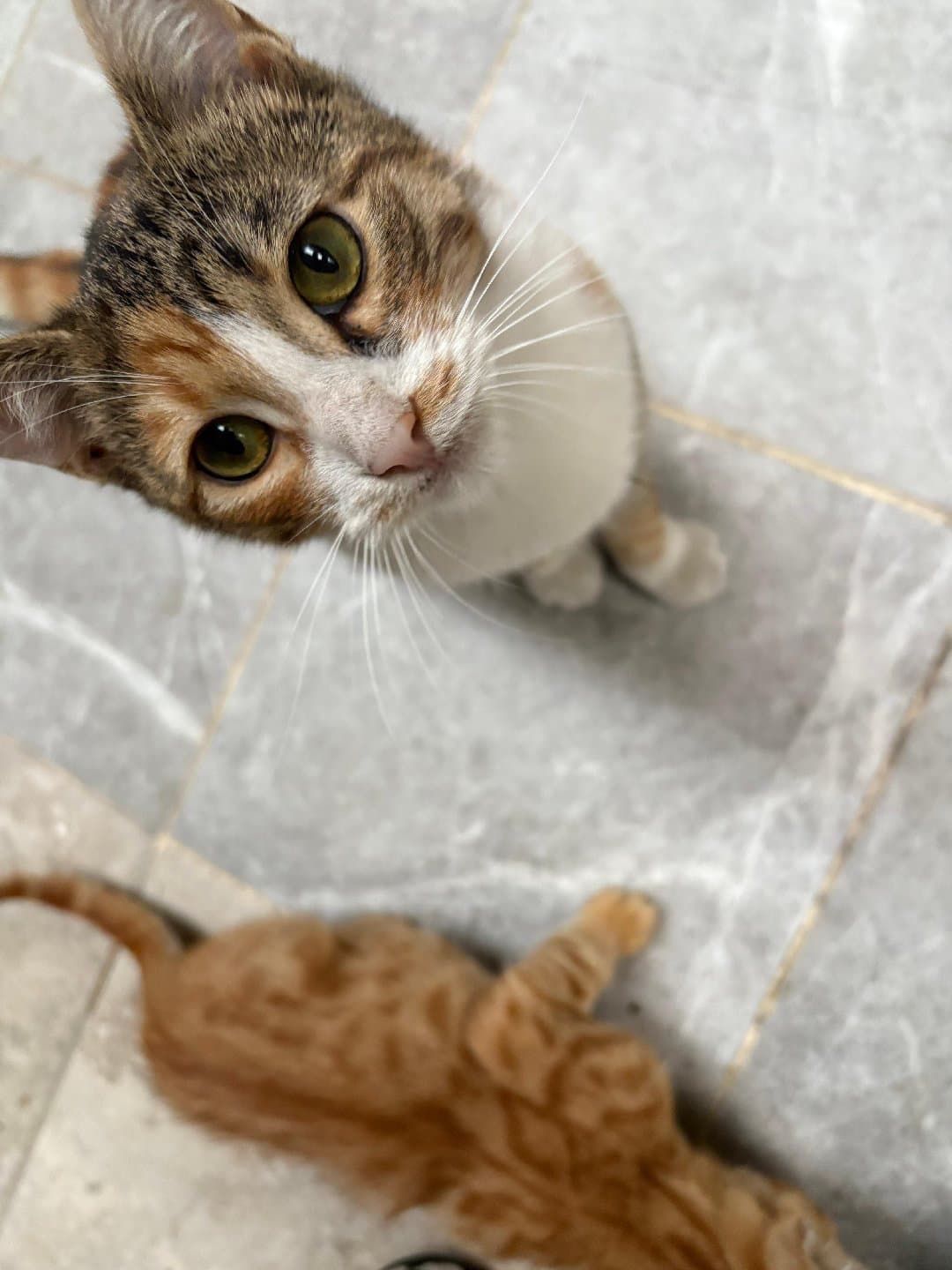 Calico kediye yuva arıyorum