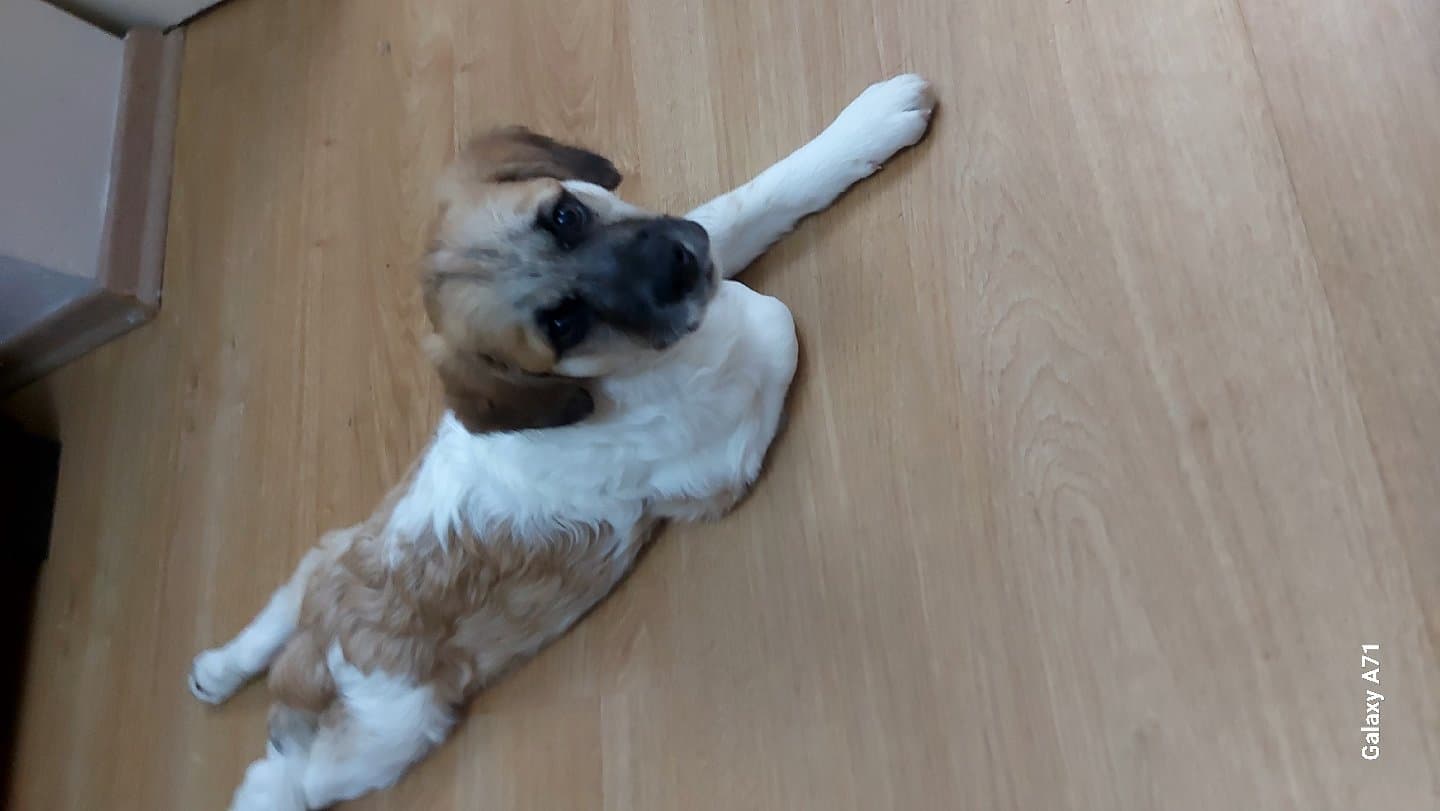 Tost yuvasını arıyor