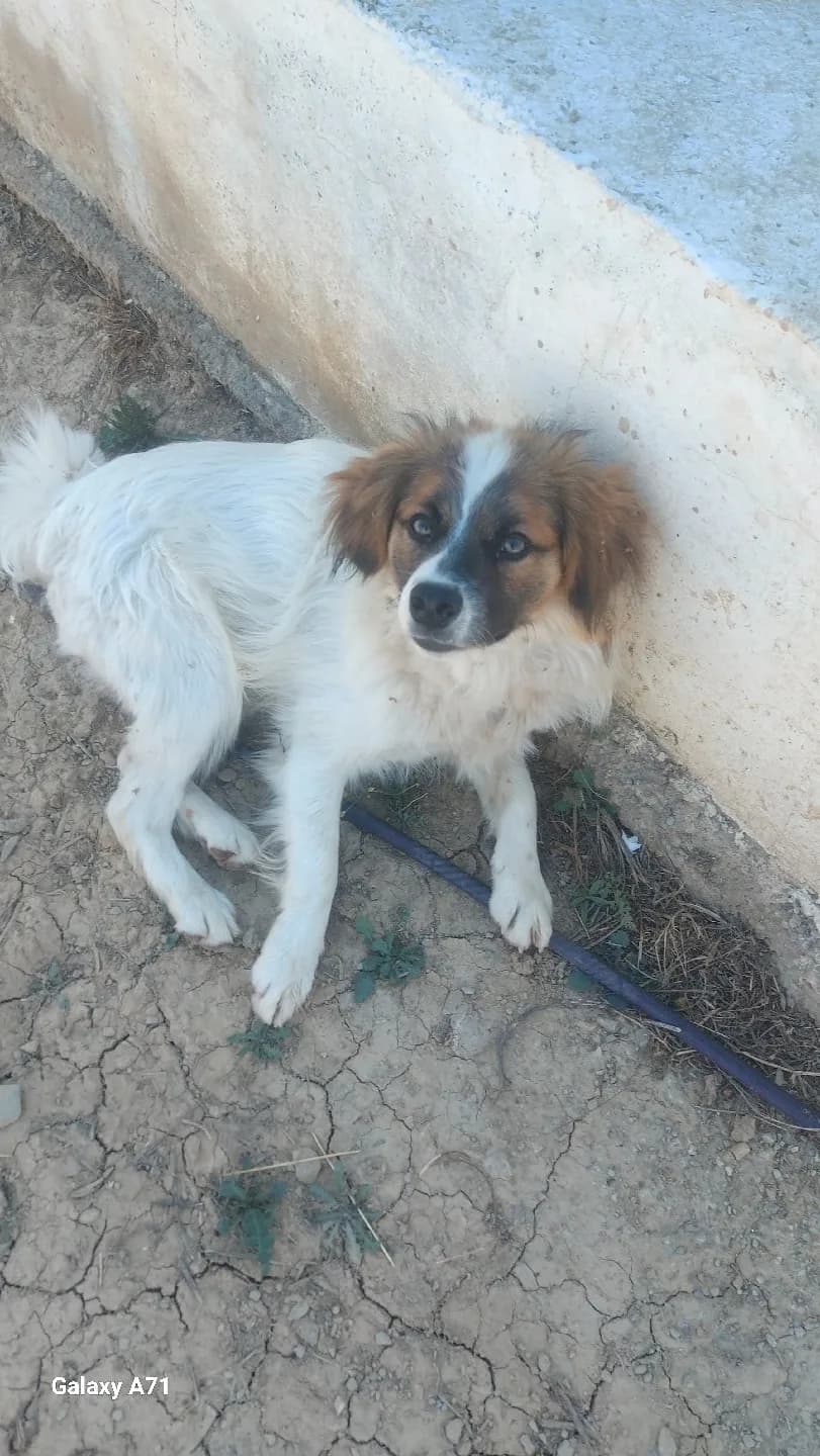 Paşa evini arıyor