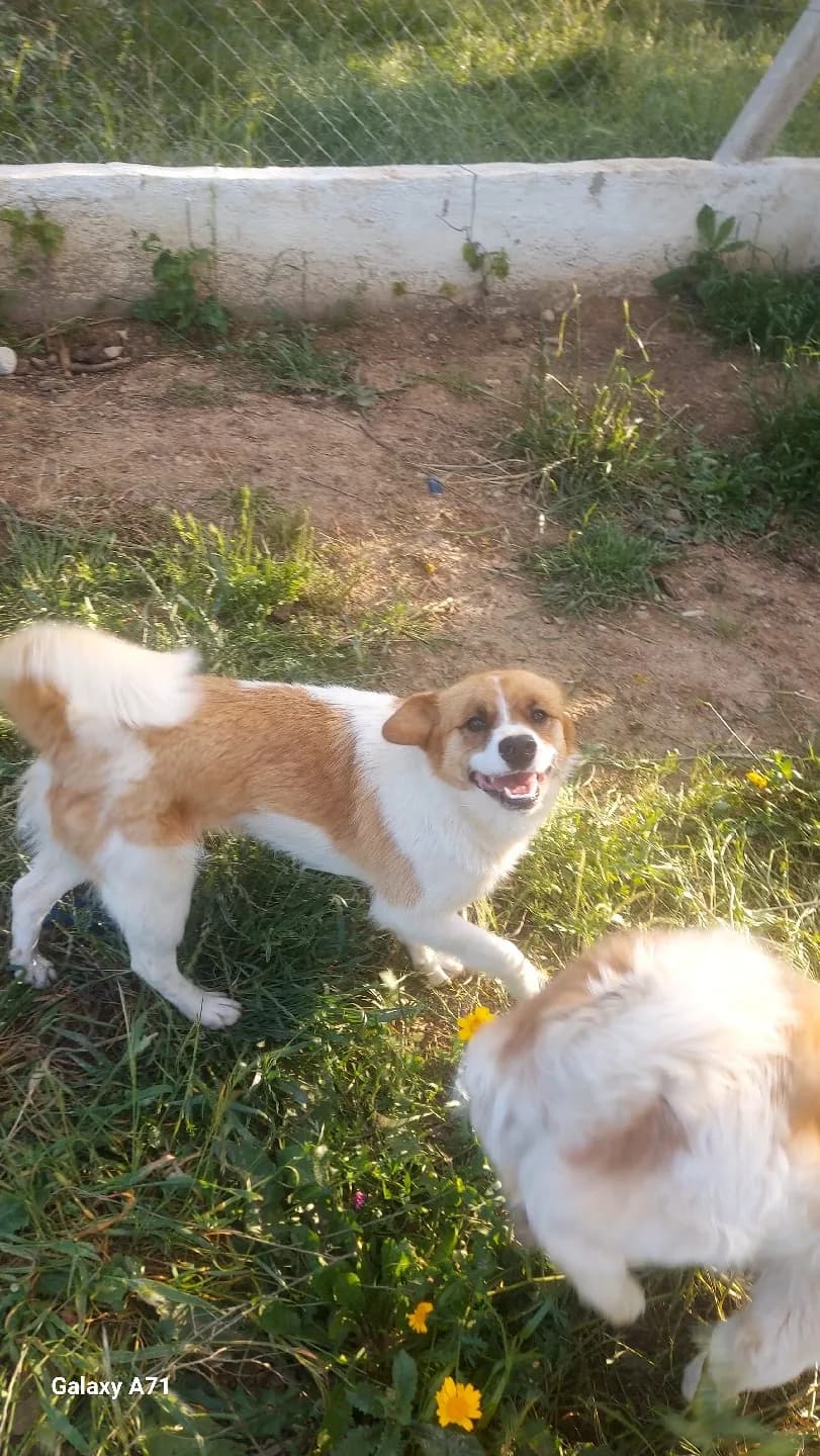 Pişi gibi mis kokulu prens yuva arıyor