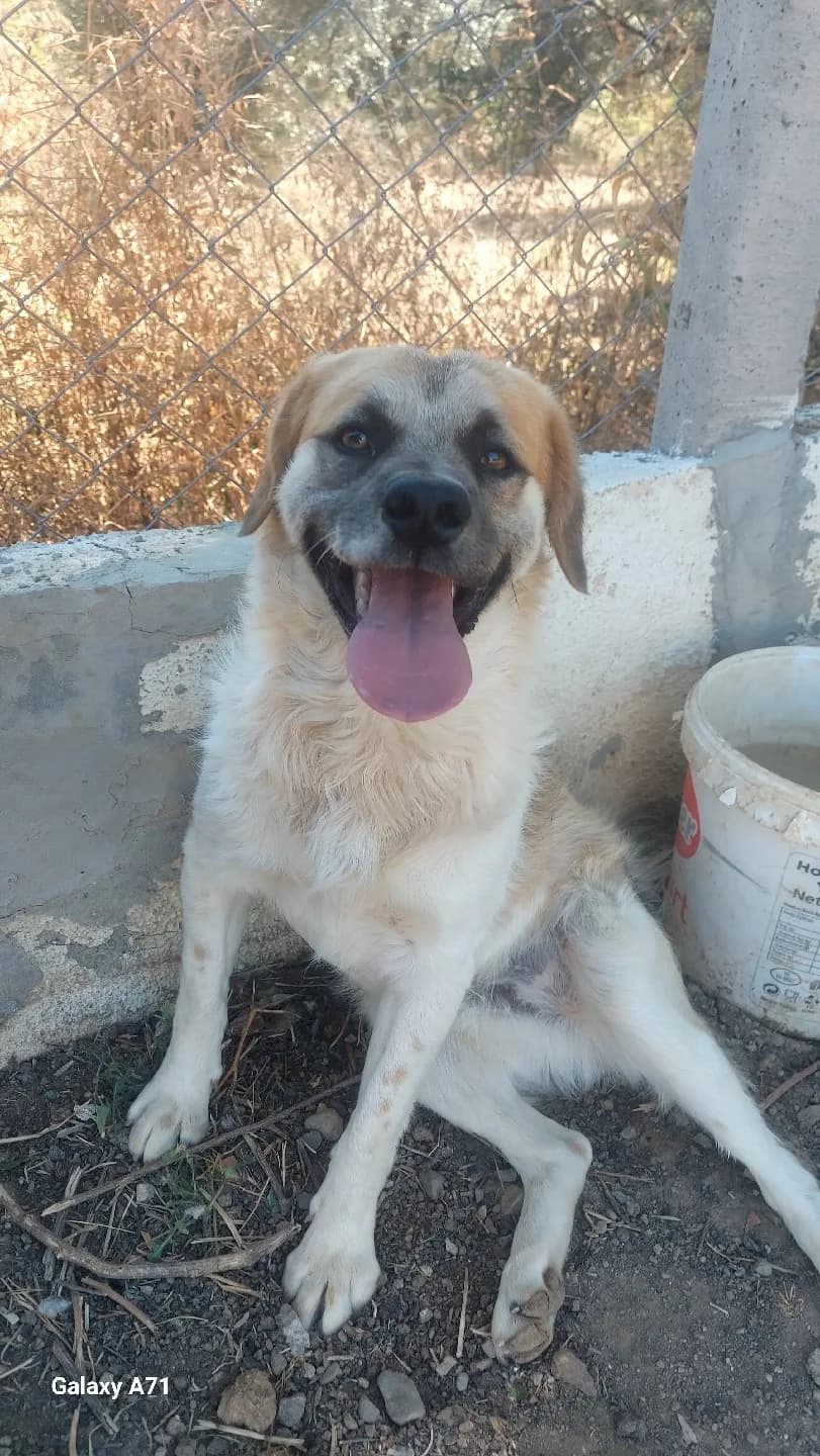 Tost büyüdü yuva bulamadı