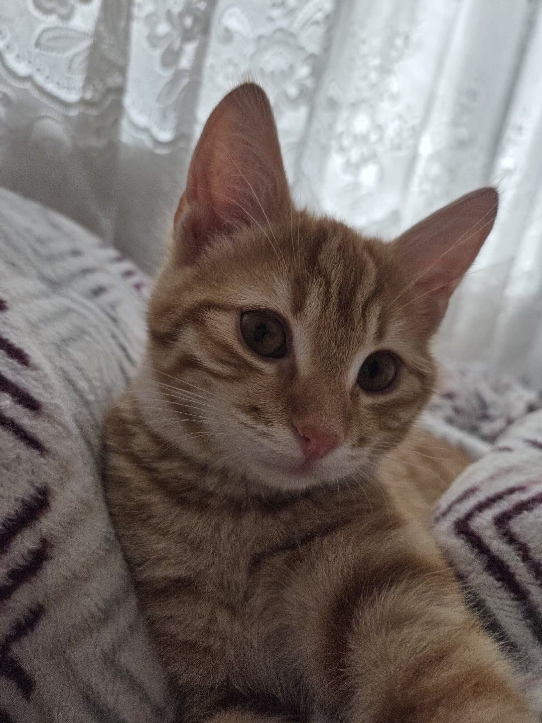 Dostumuz Latteye sıcak yuva arıyoruz.