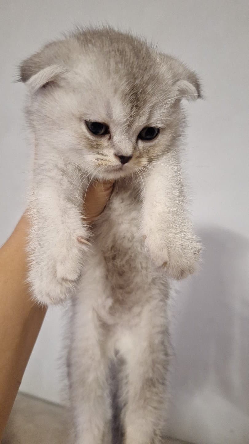 kuki için yeni yuva arıyoruz 2 aylık