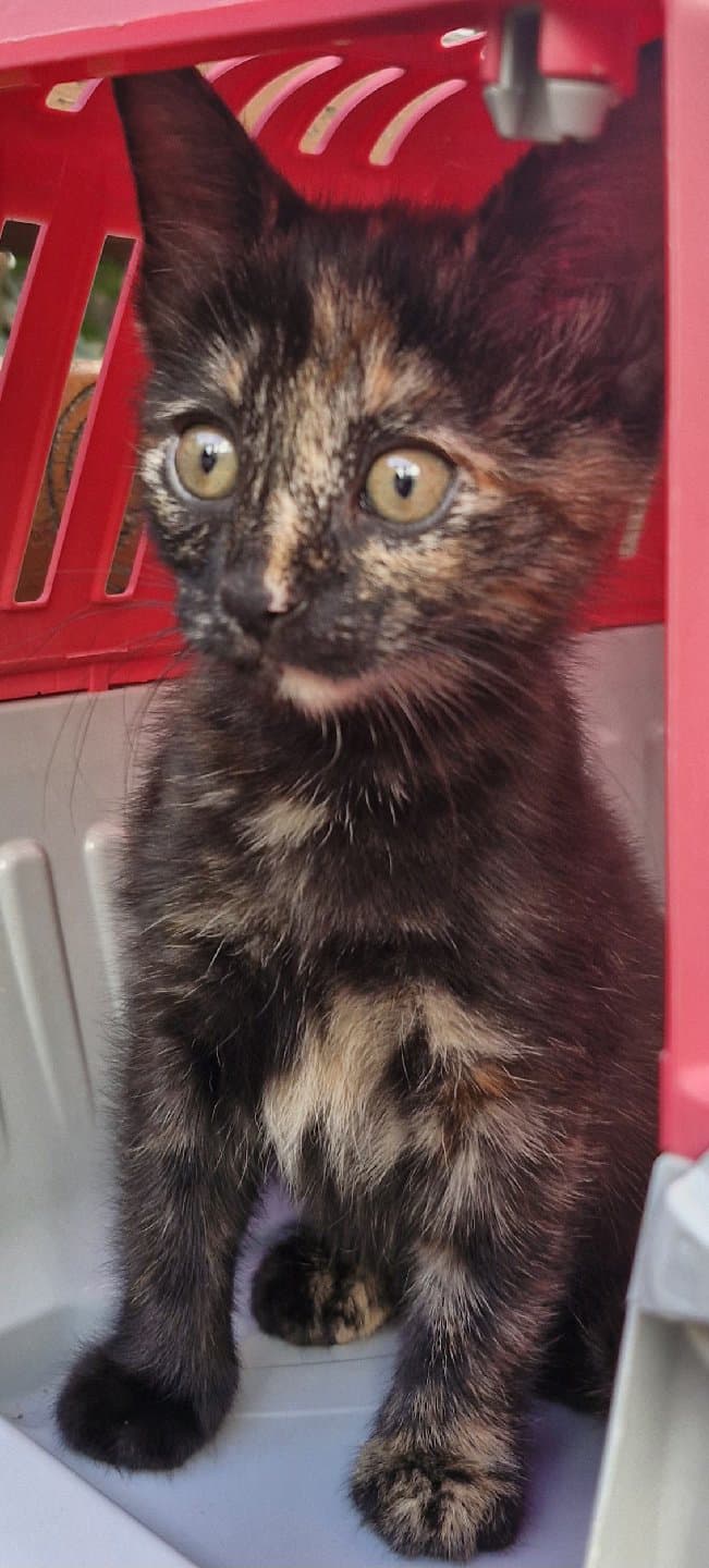 minik yavruya yuva olurmusunuz🙏