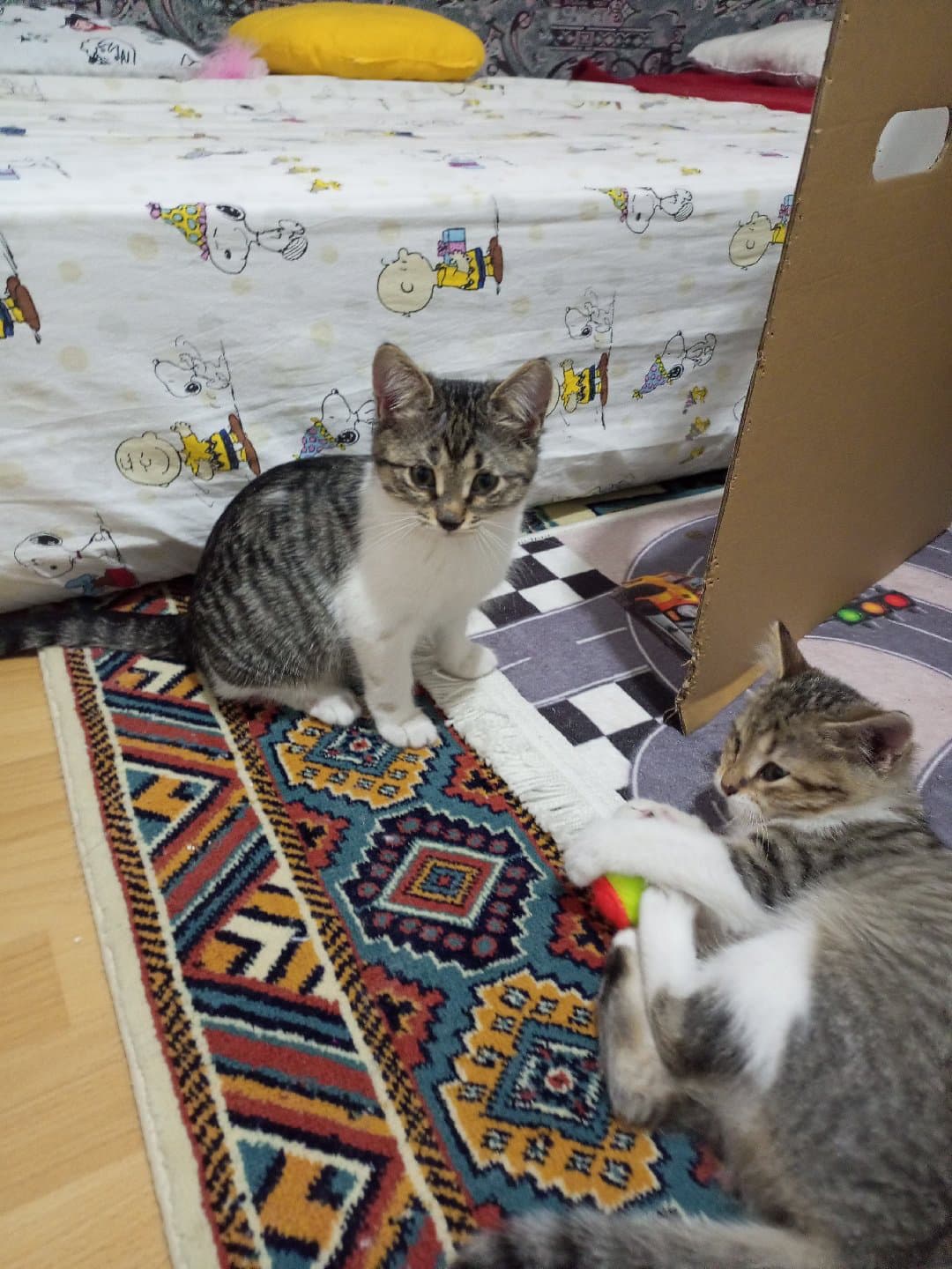 iki minik yavruya yuva