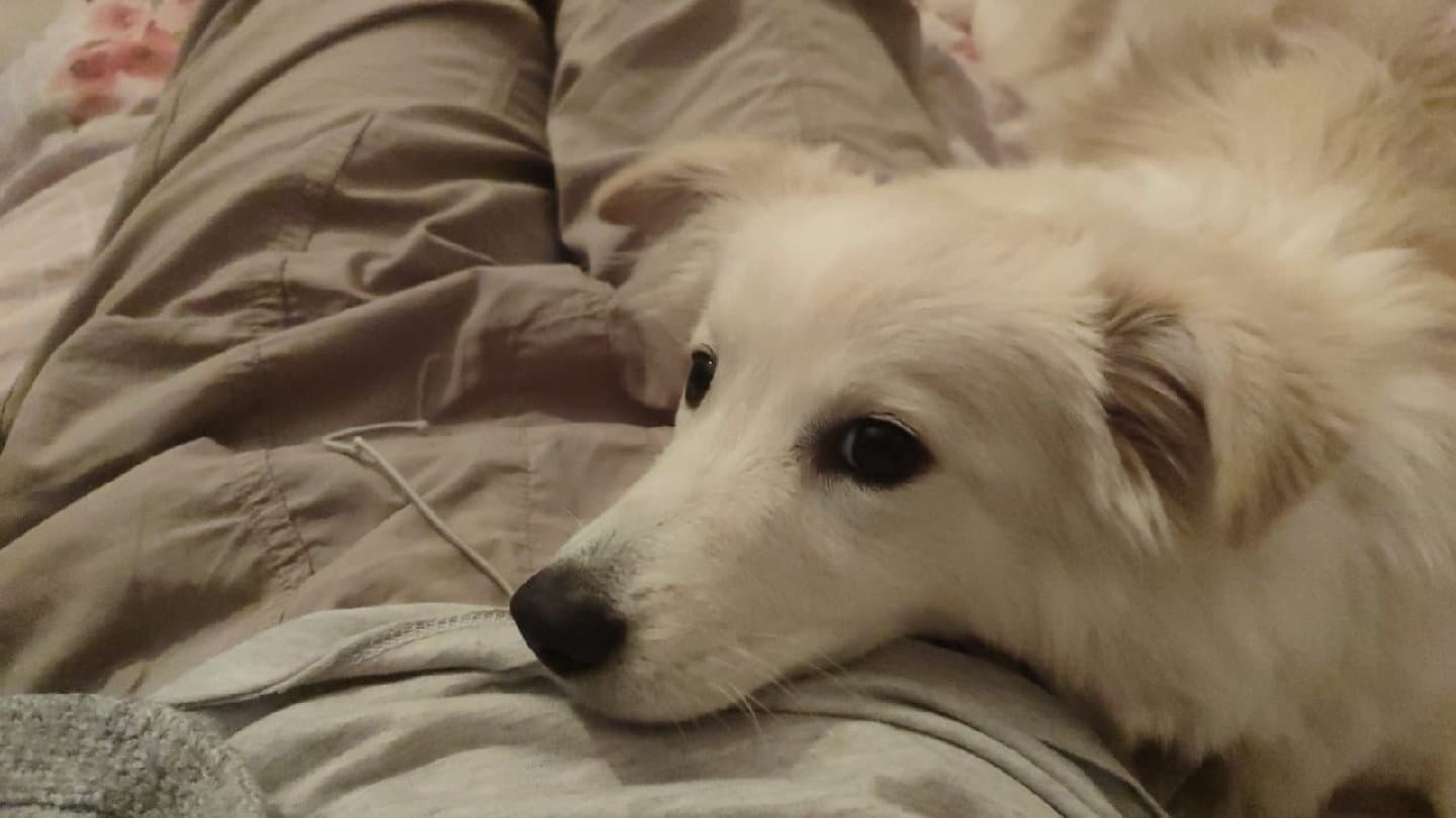 Kızıma yeni yuva arıyoruz