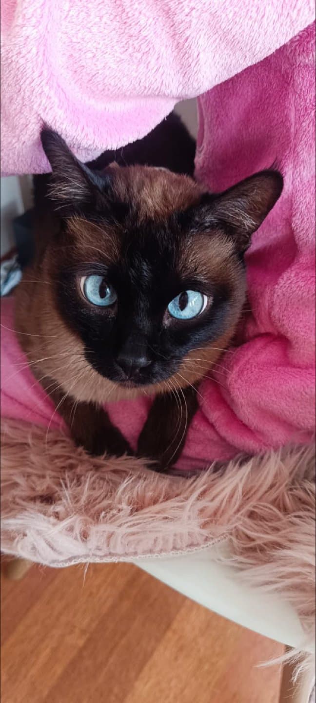 siyam kedisi sahiplendirilecektir...