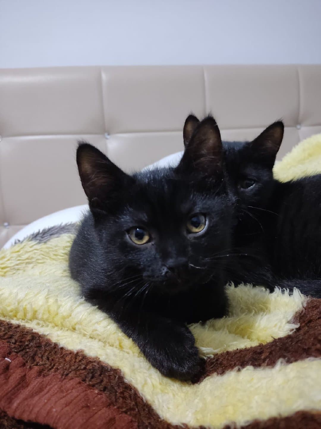 minnak yuvasını arıyor