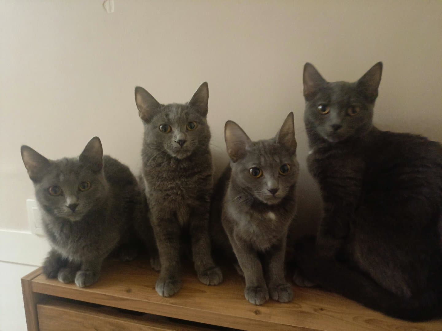 4 TANE RUS MAVİSİ KEDİMİZİN HER BİRİNE YUVA ARIYORUZ