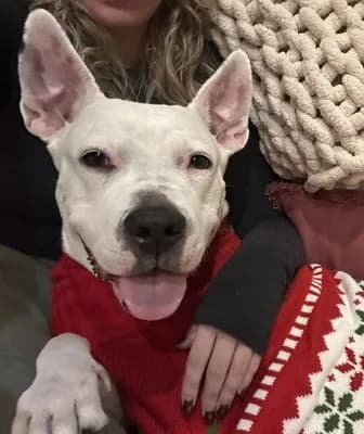 Sugar Cookie: three paws and one huge heart!