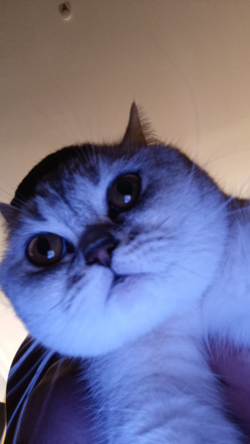 Tam bir İngiliz Leydisi