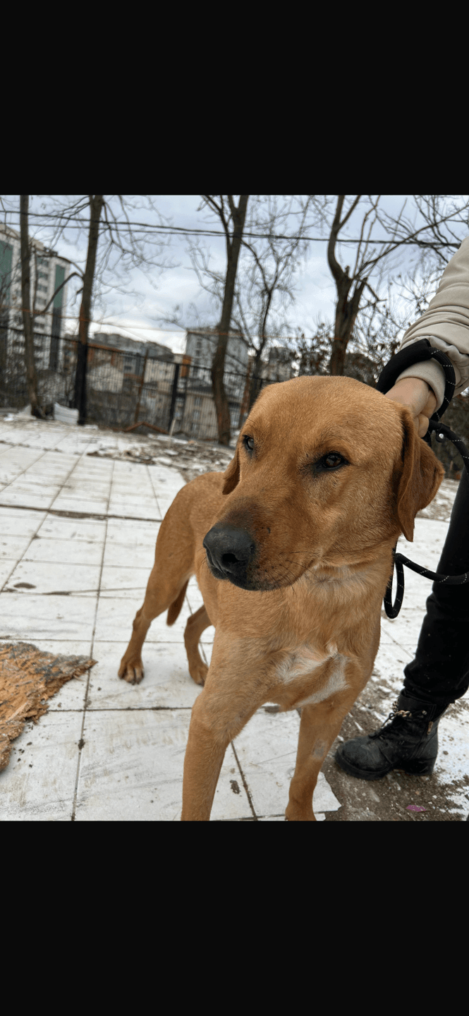 2 yaşında erkek kısır