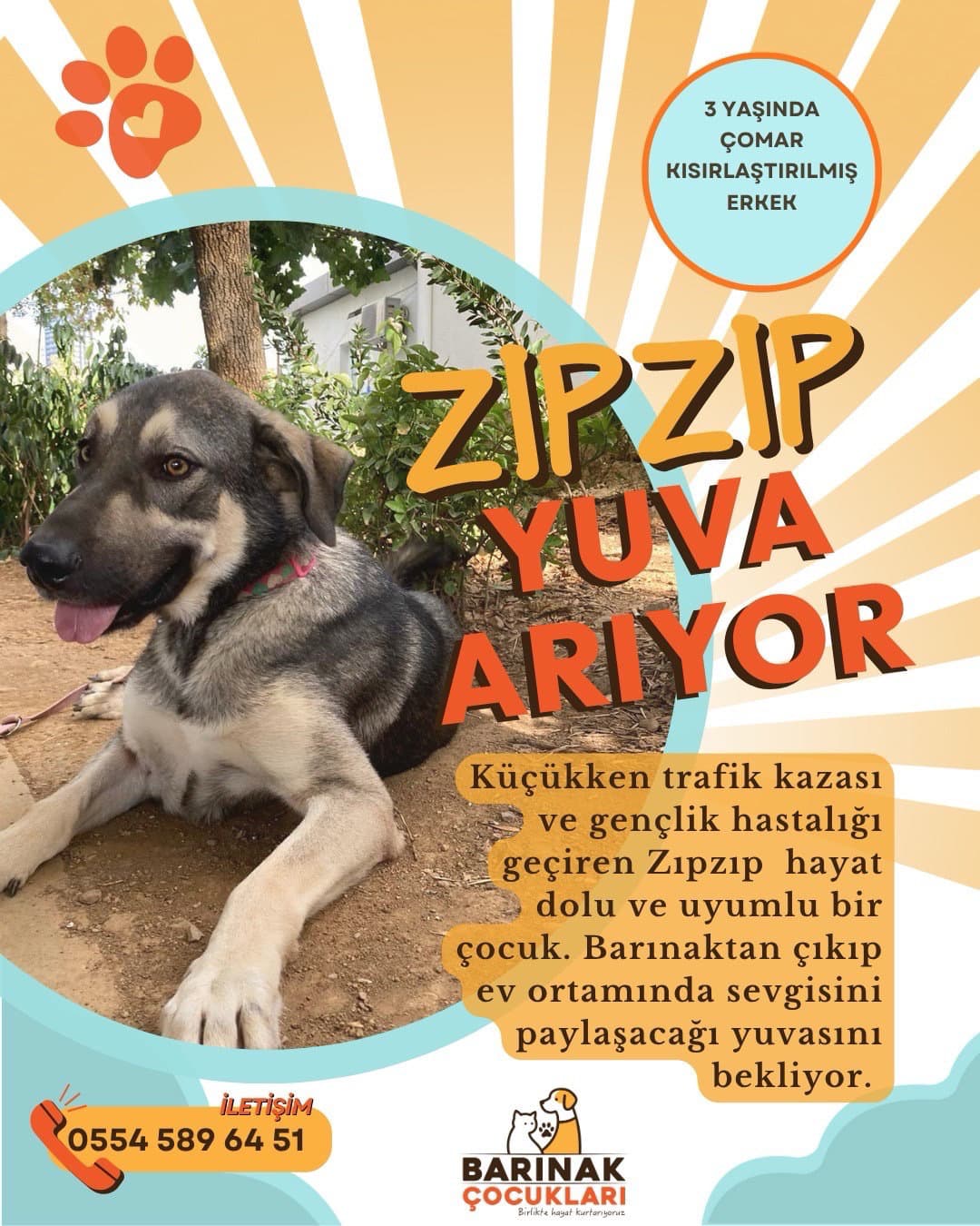 Zıpzıp yuva arıyor