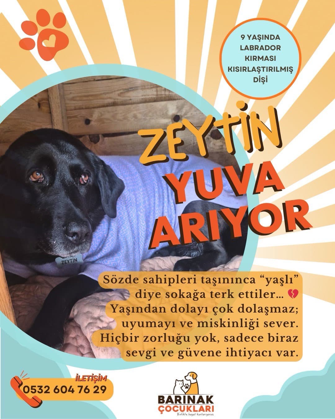 Bilge Zeytin yuva arıyor
