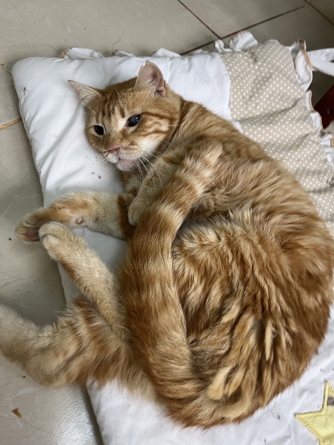 araba kazasindan sag kurtulan kör kedi