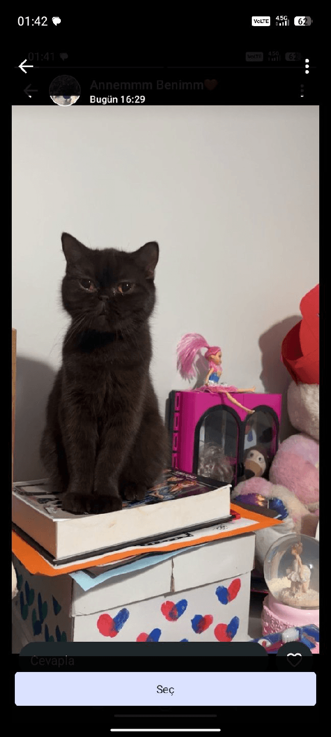 scotish fold 1 yaşında kahverengi