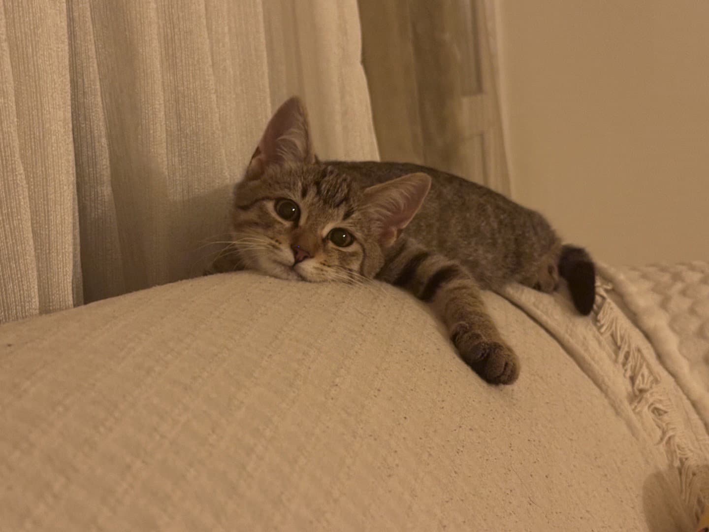 2 aylık dünya tatlısı erkek kedi