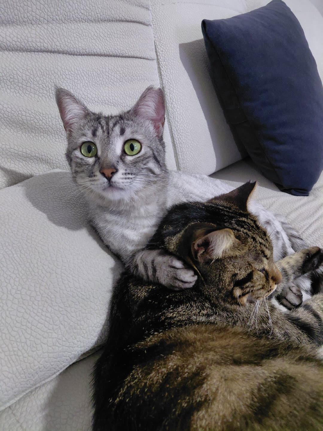 çocuklarimiza acil yuva arıyoruz