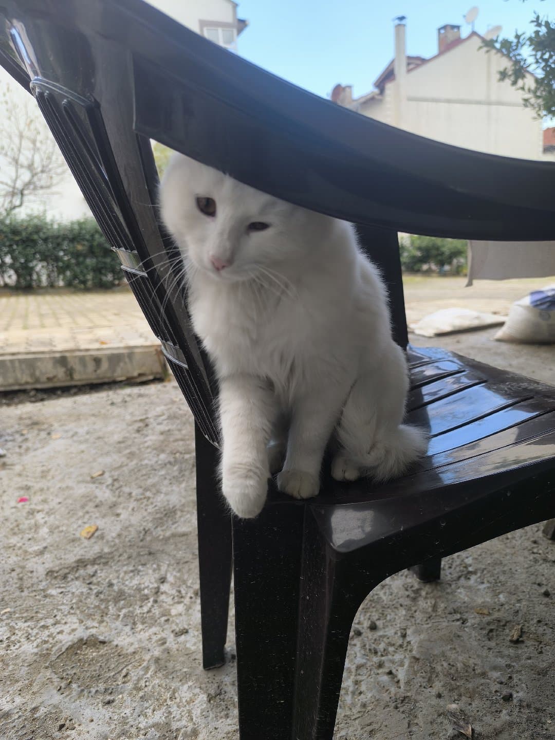 evimde 2 adet hasta kedi olduğu için küçük hanımı sahiplendirmem gerekiyor.