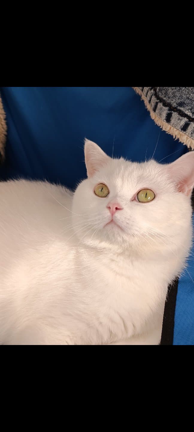 ücretsiz kedi sahiplendirme