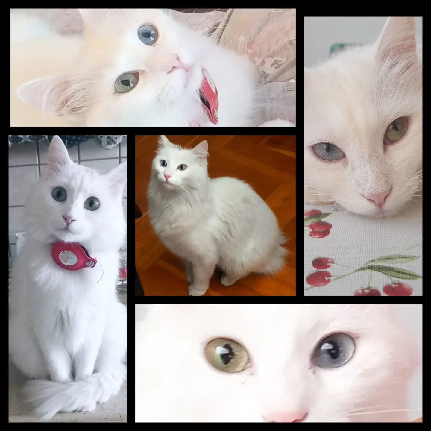 Güzel gözlü Ankara Kedisi, SÜTLAÇ