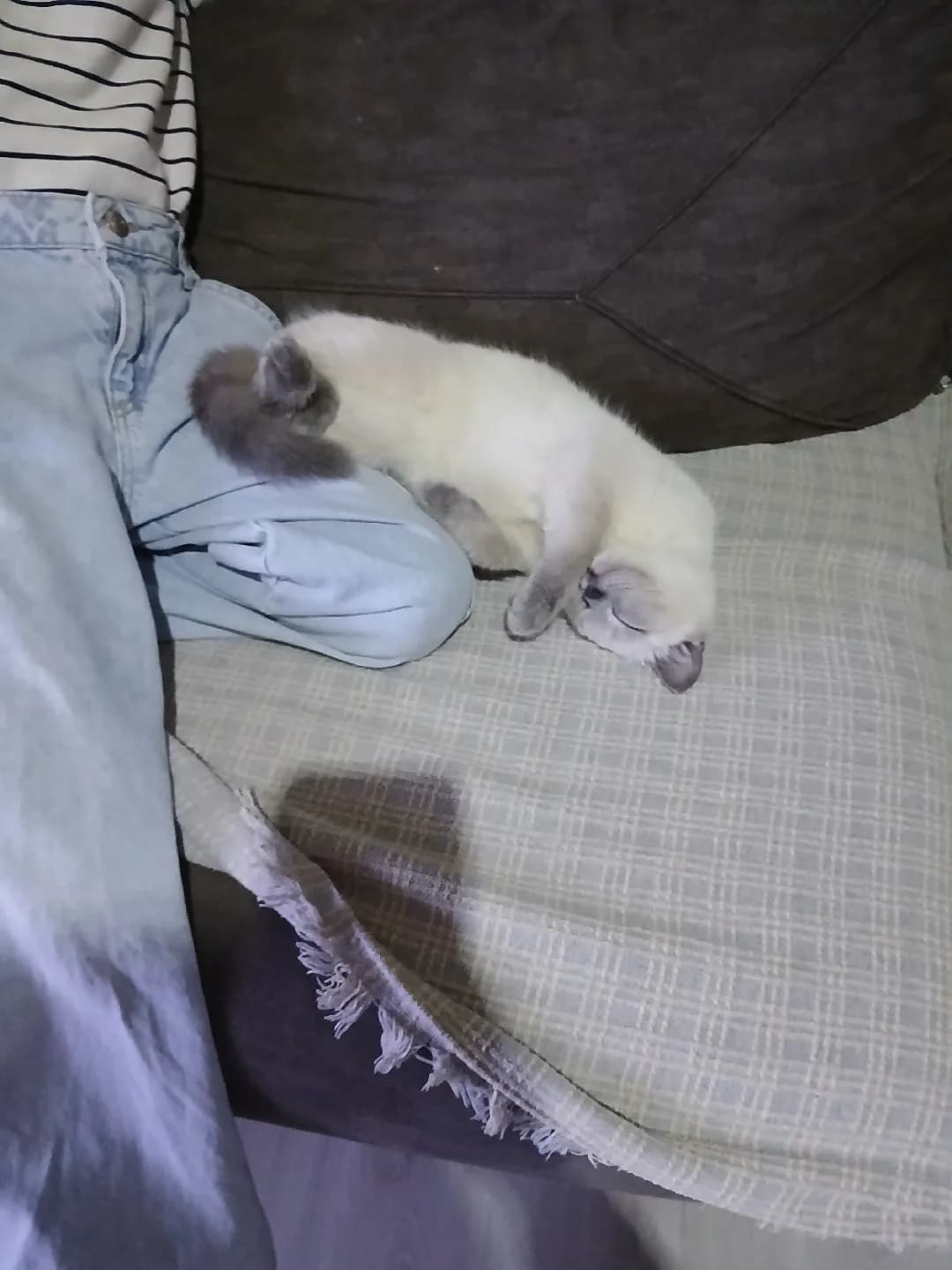 oğlumuz mocha'ya sevgi dolu bir yuva